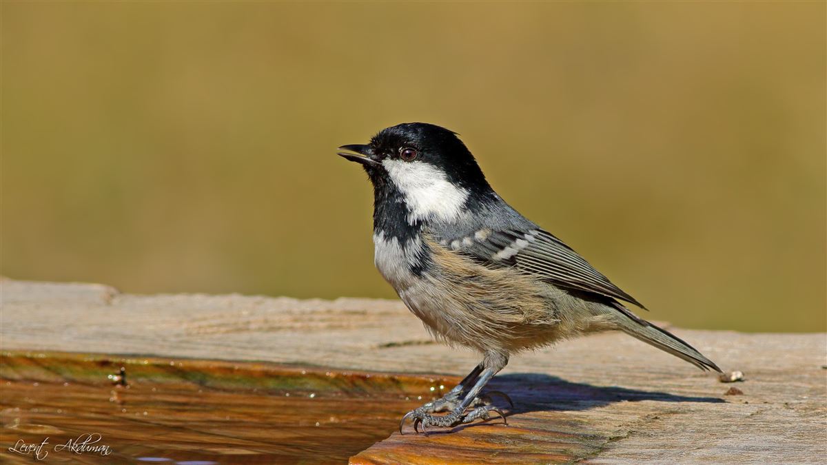 Coal Tit