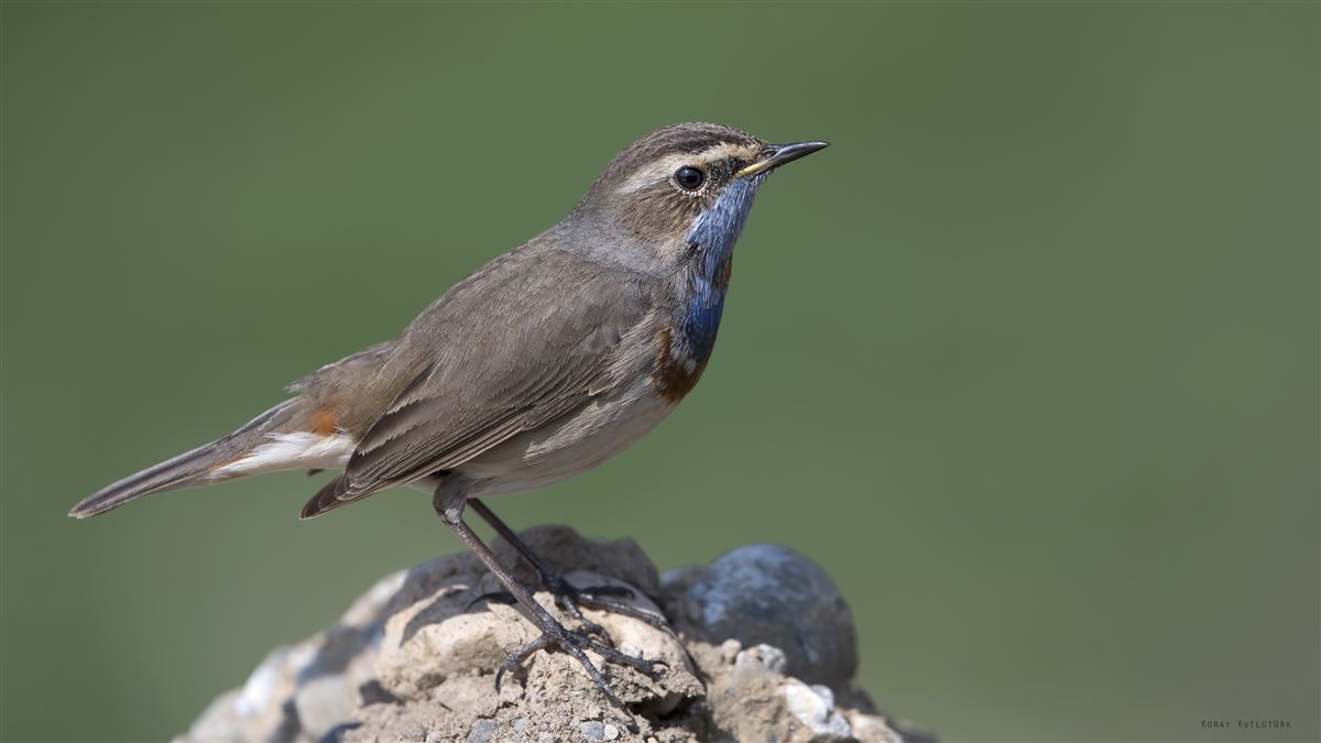 Bluethroat
