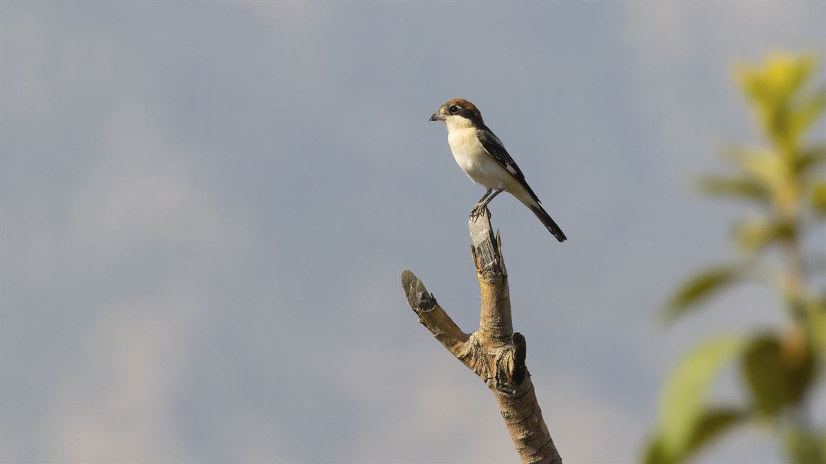 Woodchat Shrike