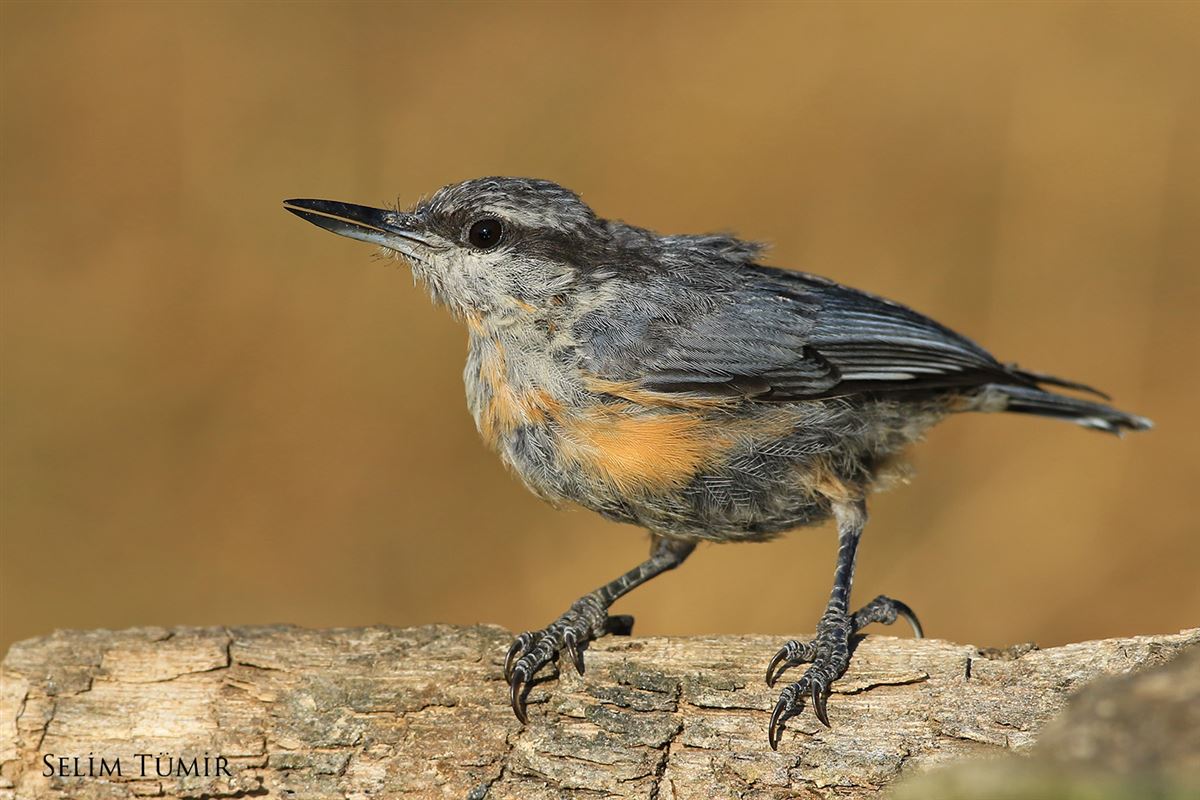 Western Rock Nuthatch