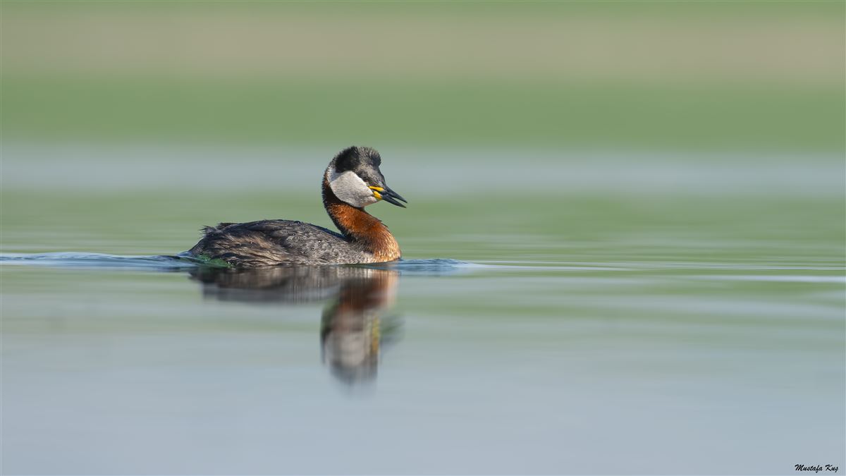 Red-necked Grebe