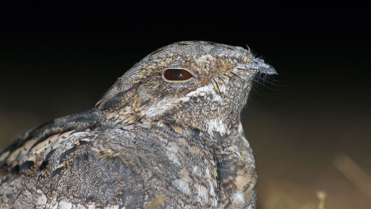 European Nightjar