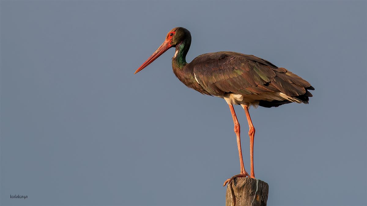 Black Stork