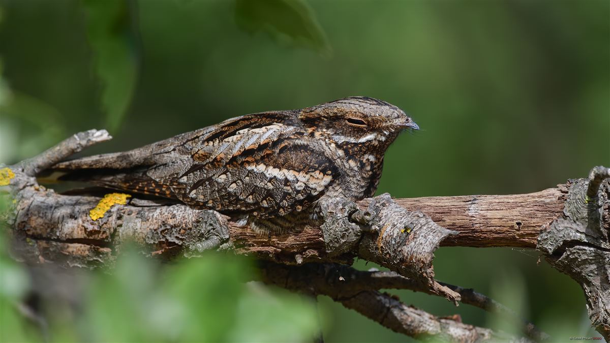 European Nightjar