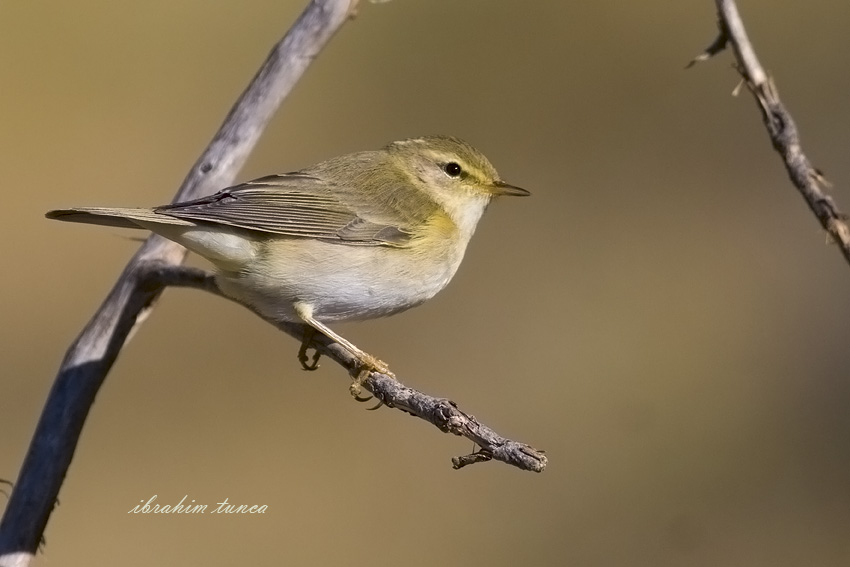 Willow Warbler