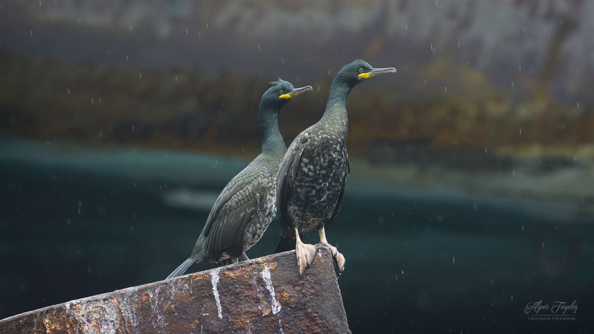European Shag