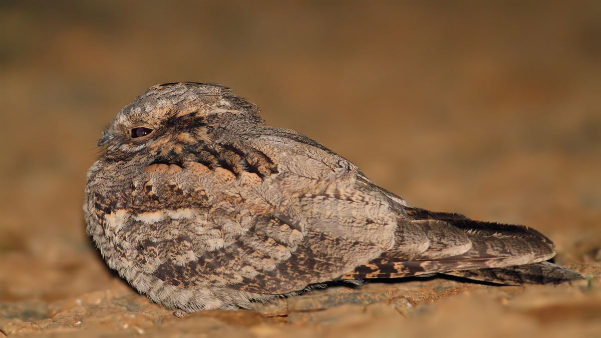 European Nightjar