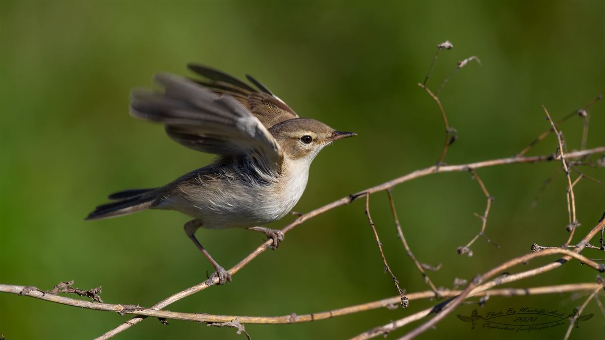 Booted Warbler