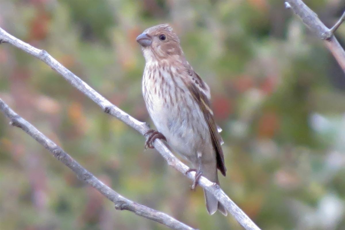 Common Rosefinch