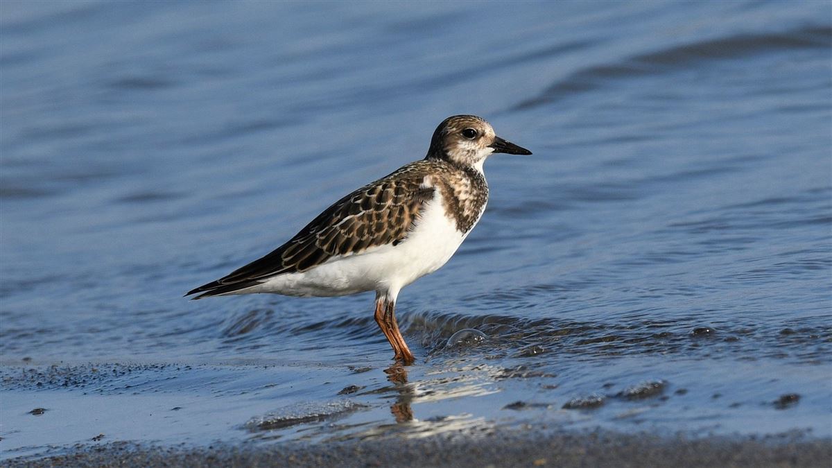 Ruddy Turnstone