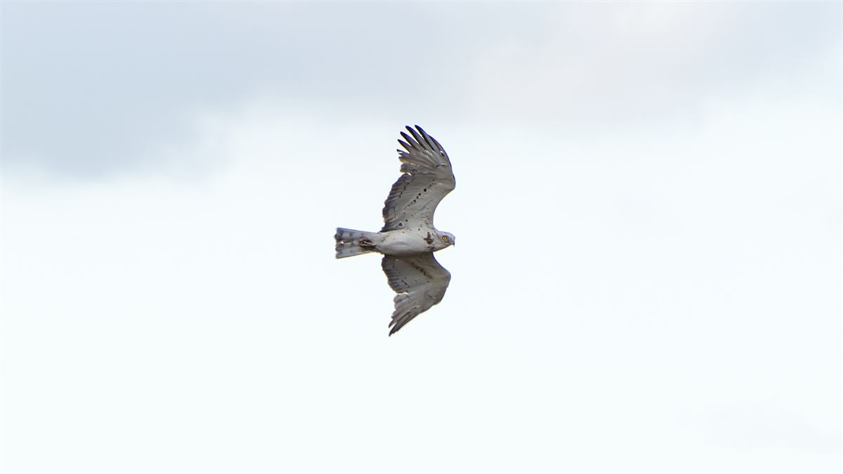 Short-toed Snake Eagle