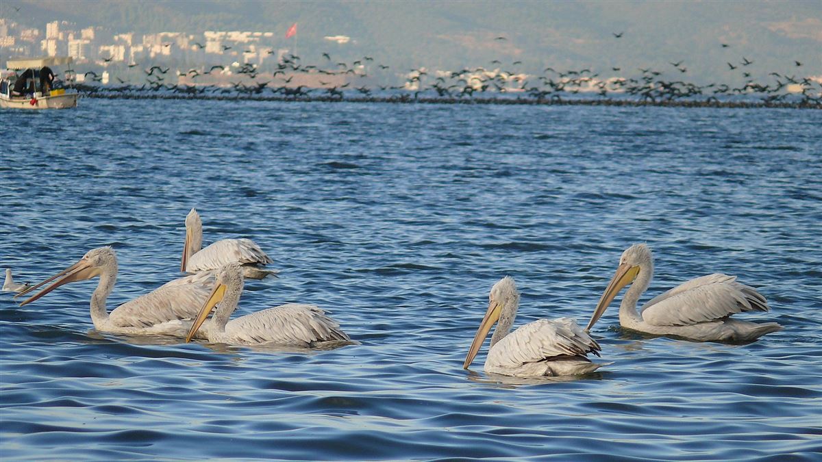 Dalmatian Pelican
