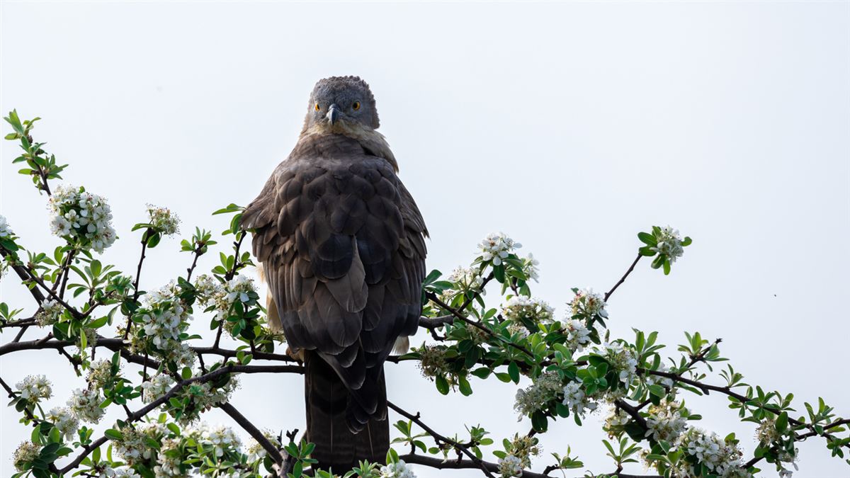 European Honey Buzzard