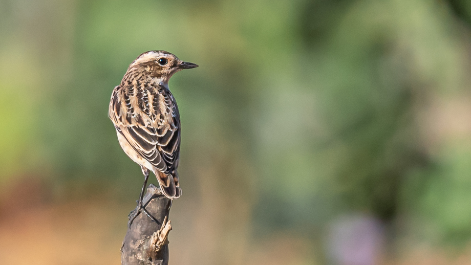 Whinchat