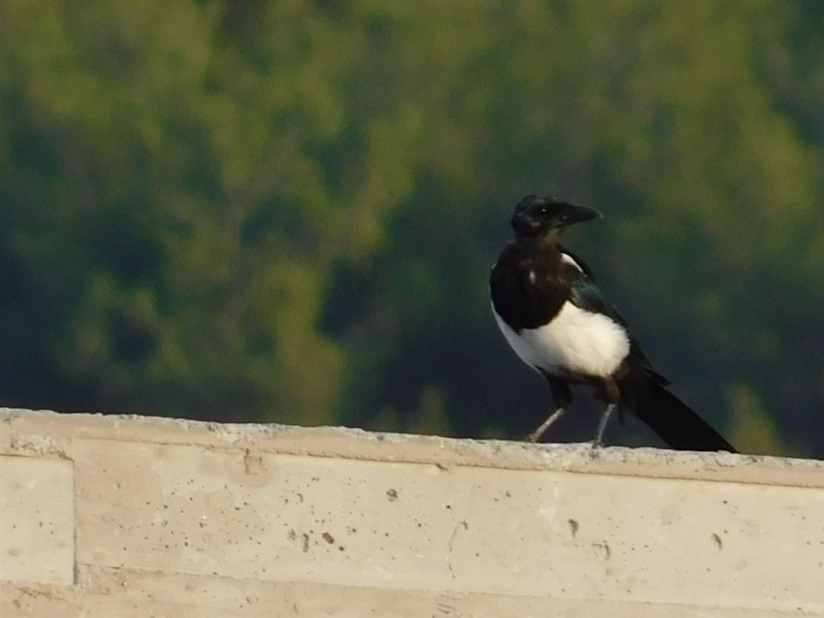 Eurasian Magpie