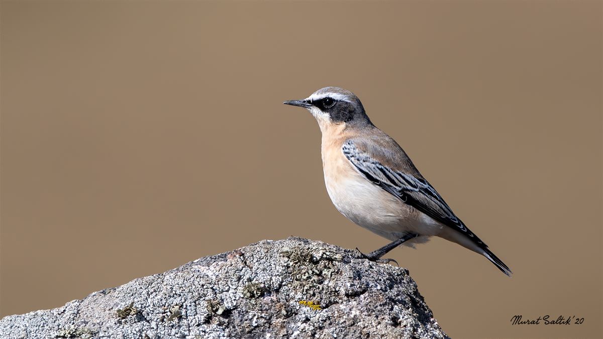 Northern Wheatear