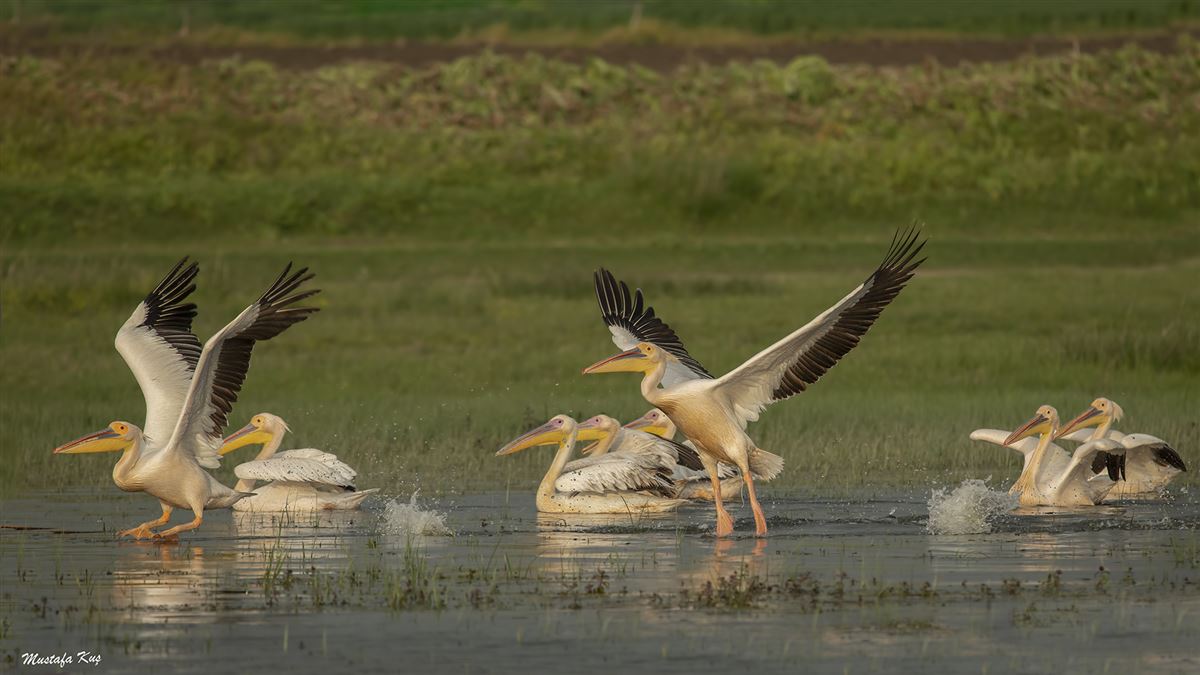 Great White Pelican