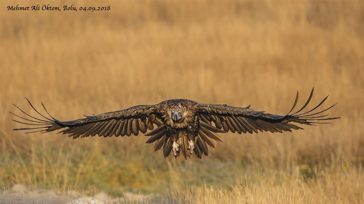 Cinereous Vulture