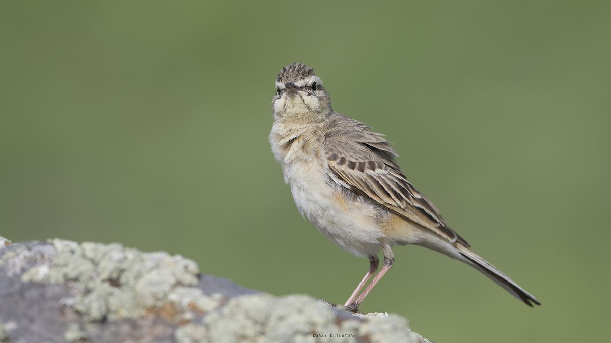 Tawny Pipit