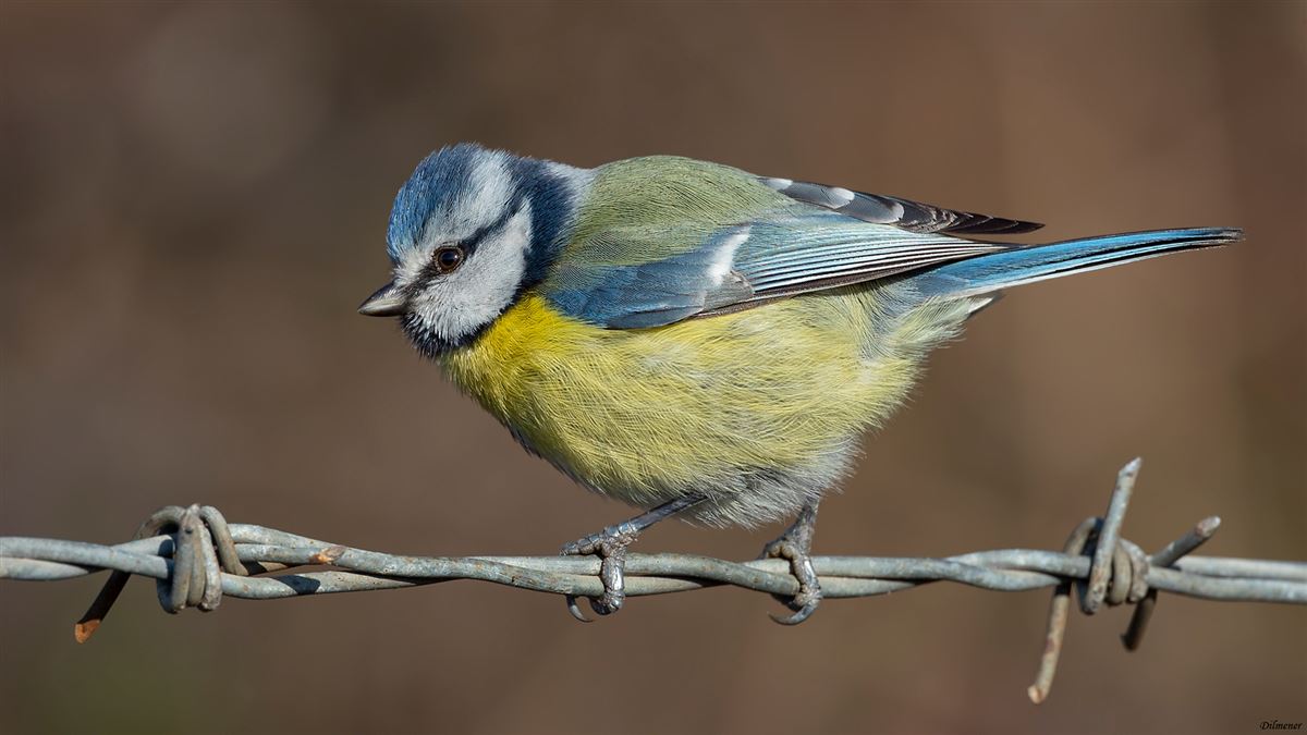 Eurasian Blue Tit