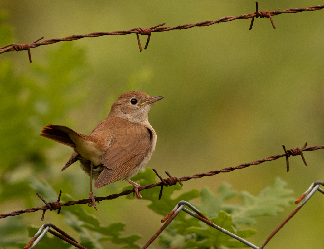 Common Nightingale