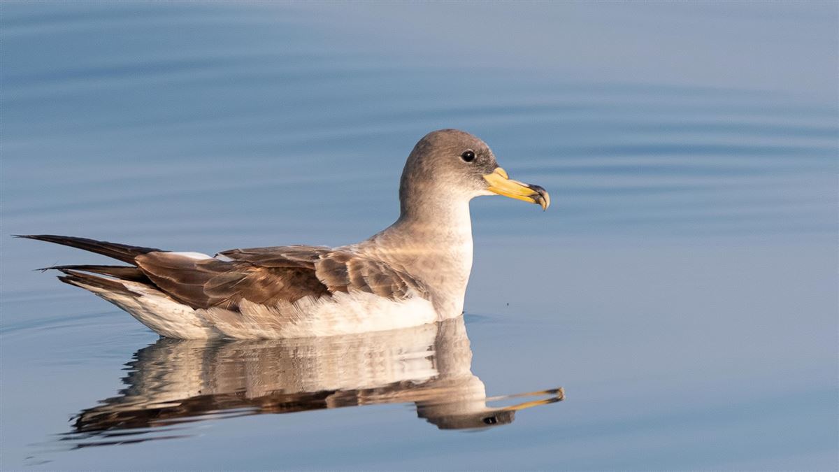 Scopoli`s Shearwater
