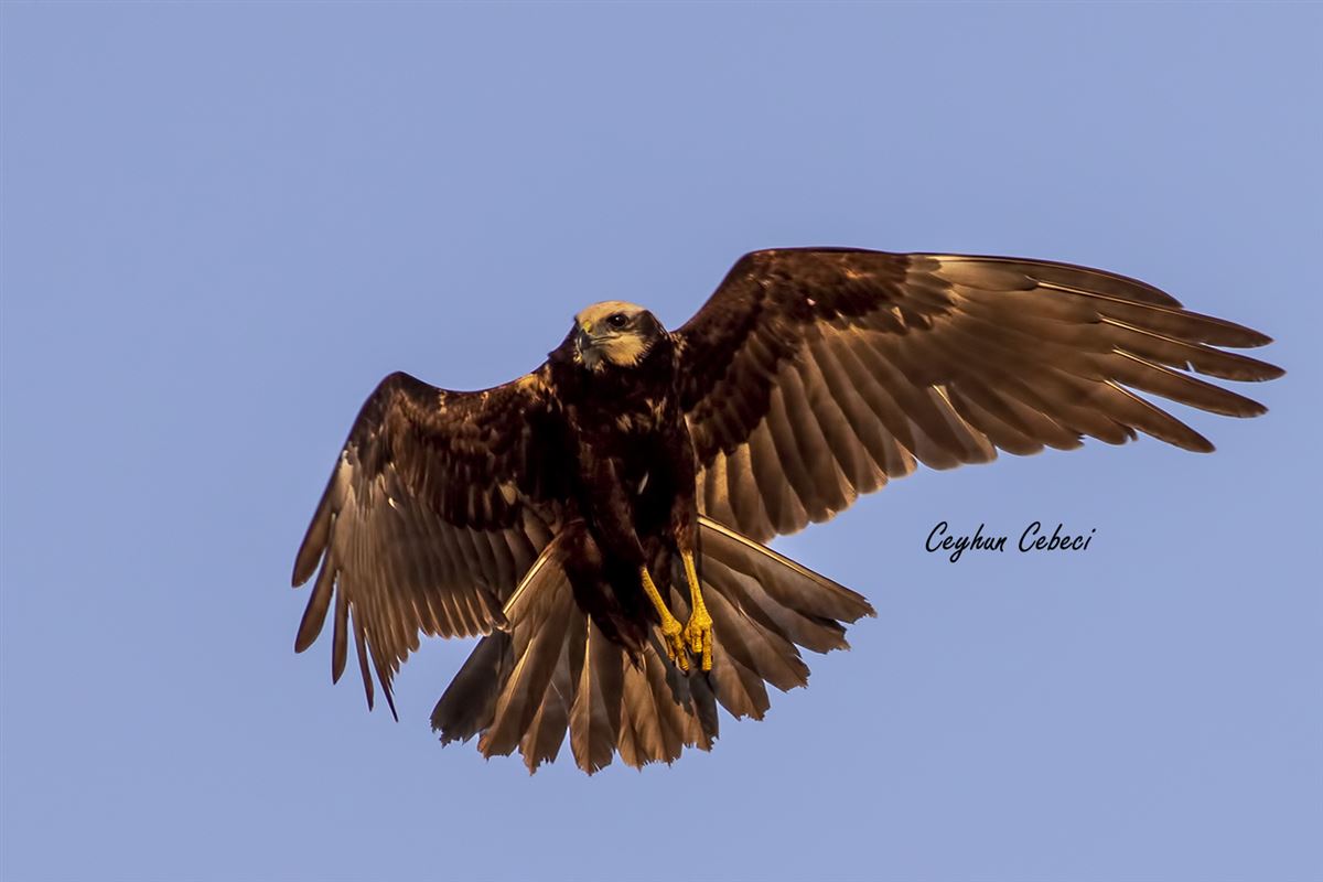 Western Marsh Harrier