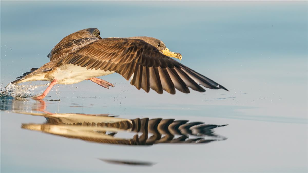 Scopoli`s Shearwater