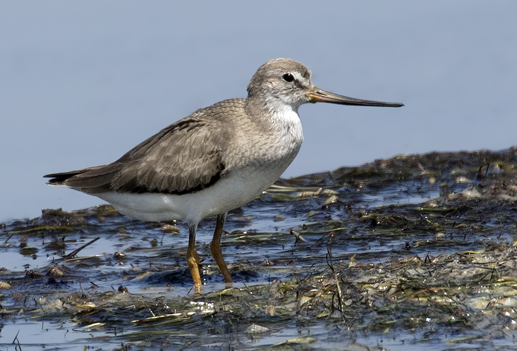 Terek Sandpiper