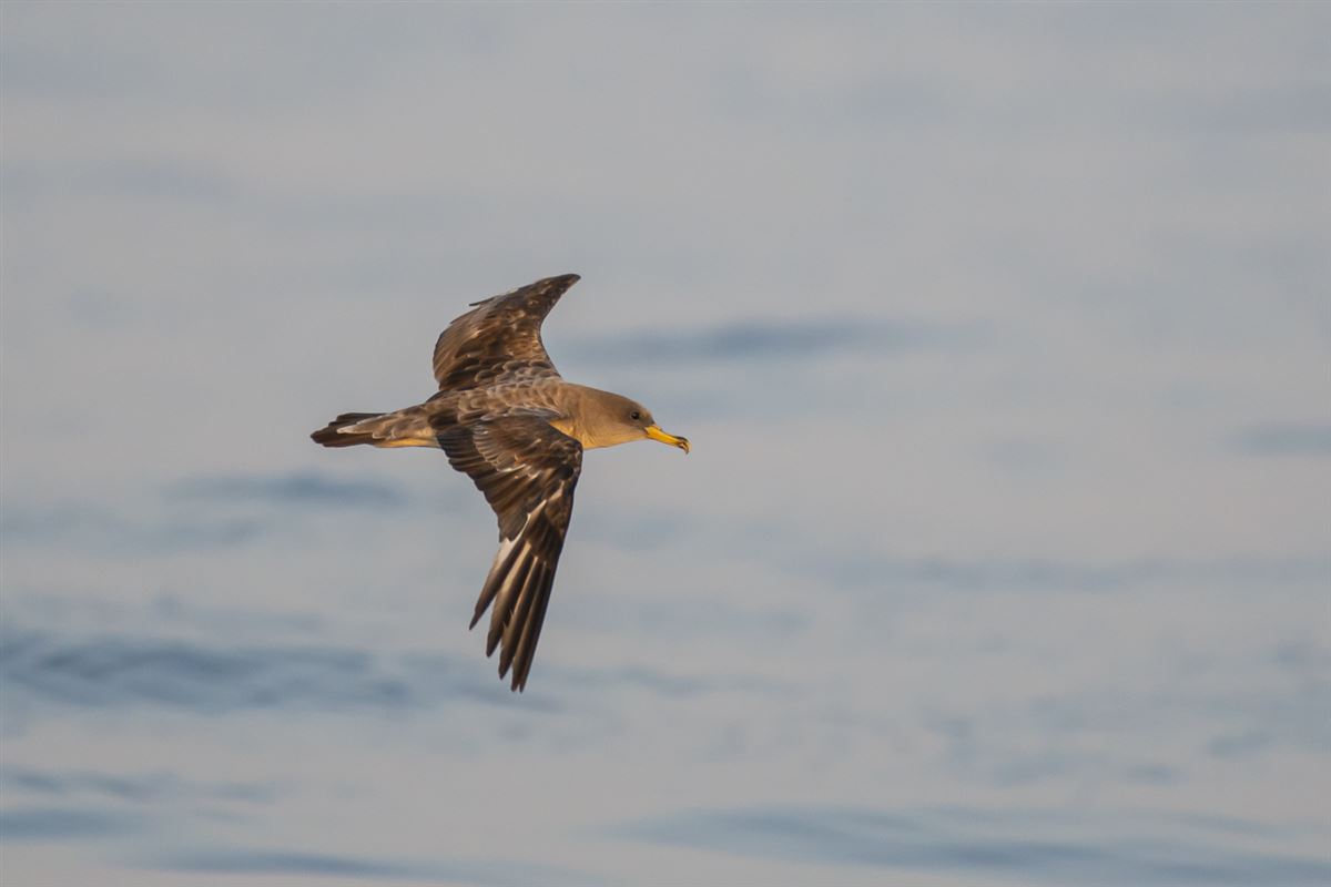 Scopoli`s Shearwater