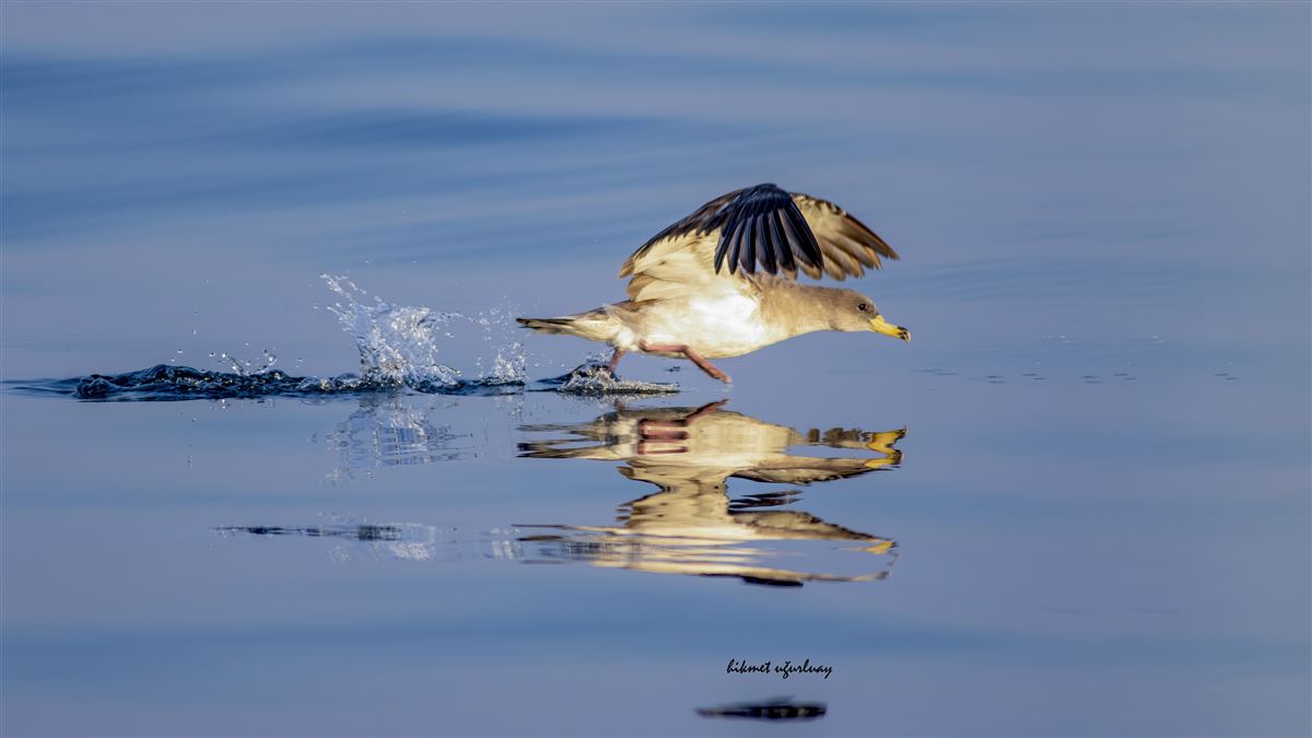Scopoli`s Shearwater