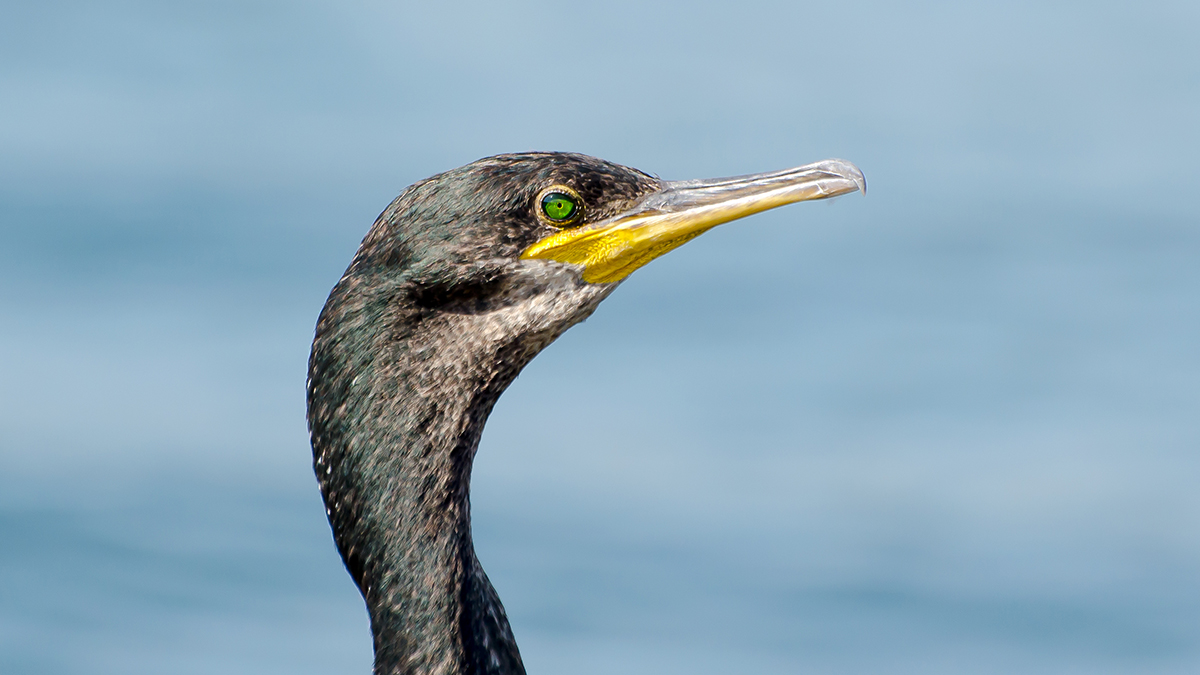 European Shag