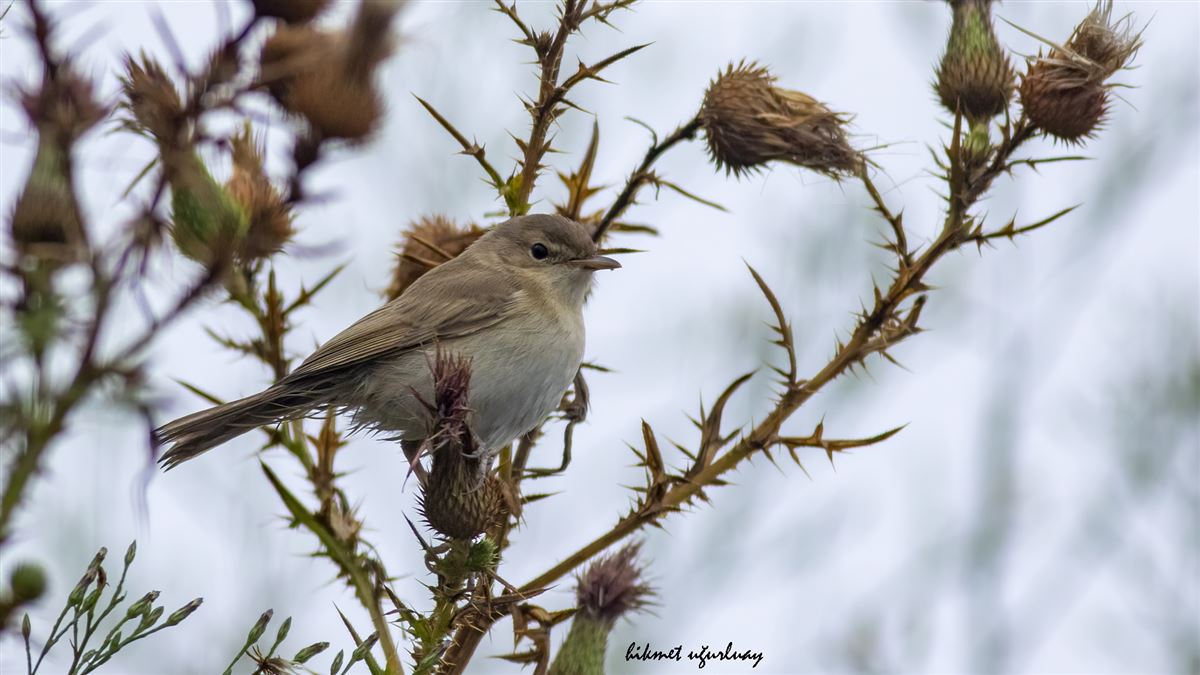 Booted Warbler