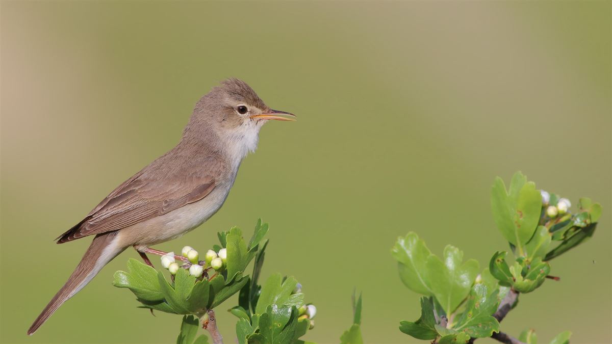 Upcher`s Warbler