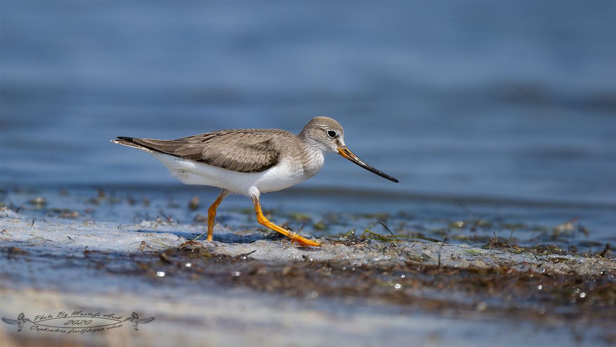 Terek Sandpiper