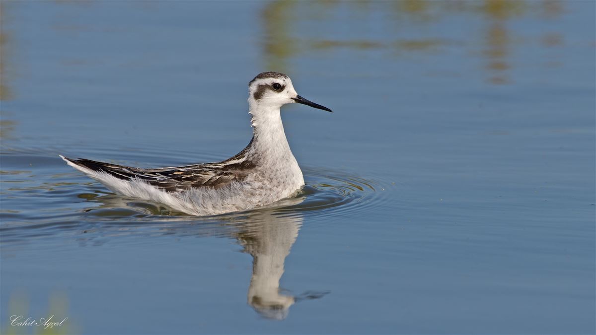 Red-necked Phalarope