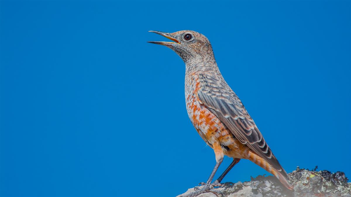 Common Rock Thrush