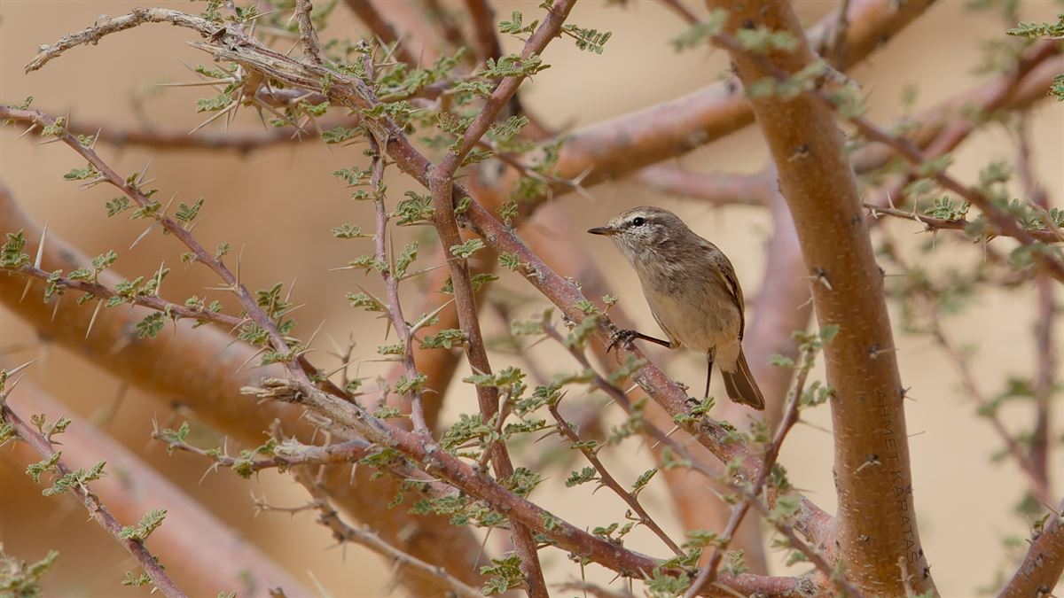 Plain Leaf Warbler