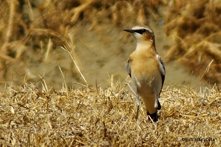 Northern Wheatear