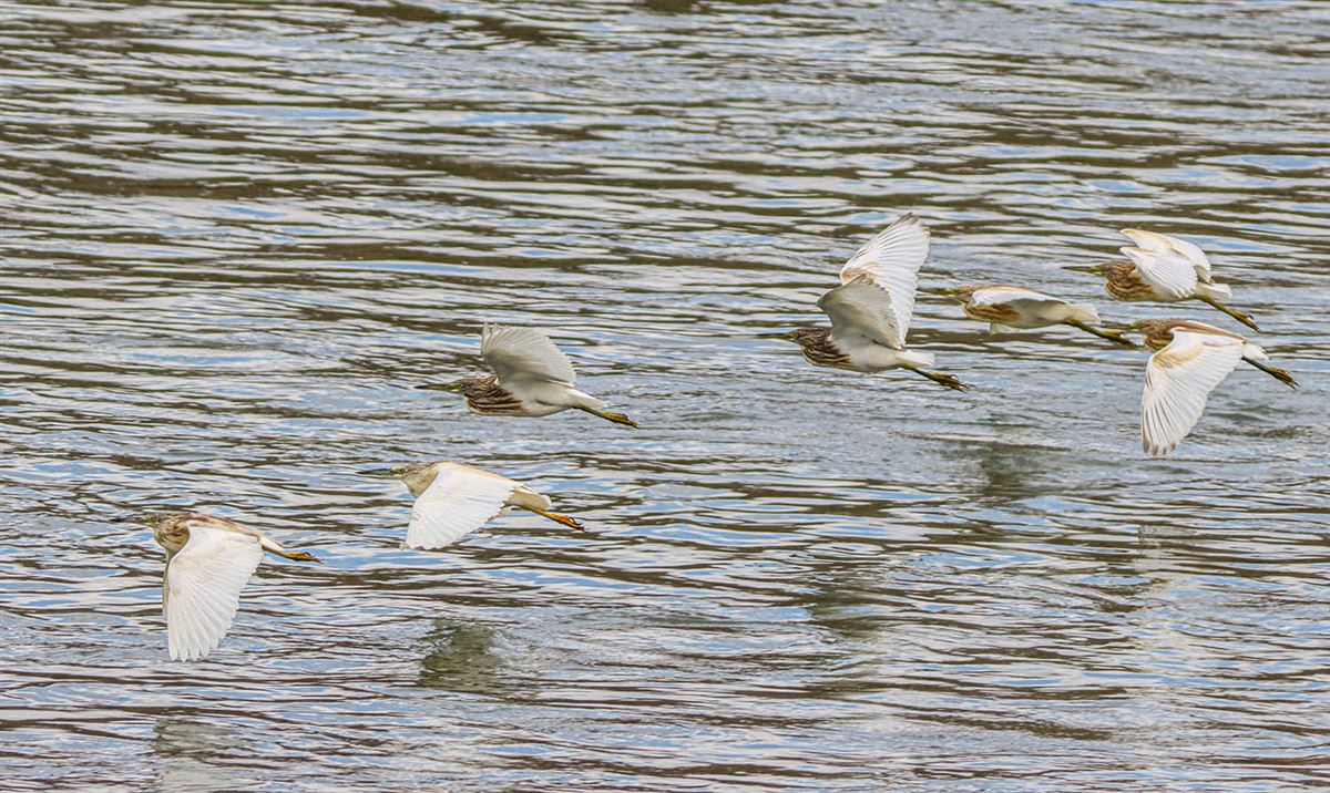 Squacco Heron