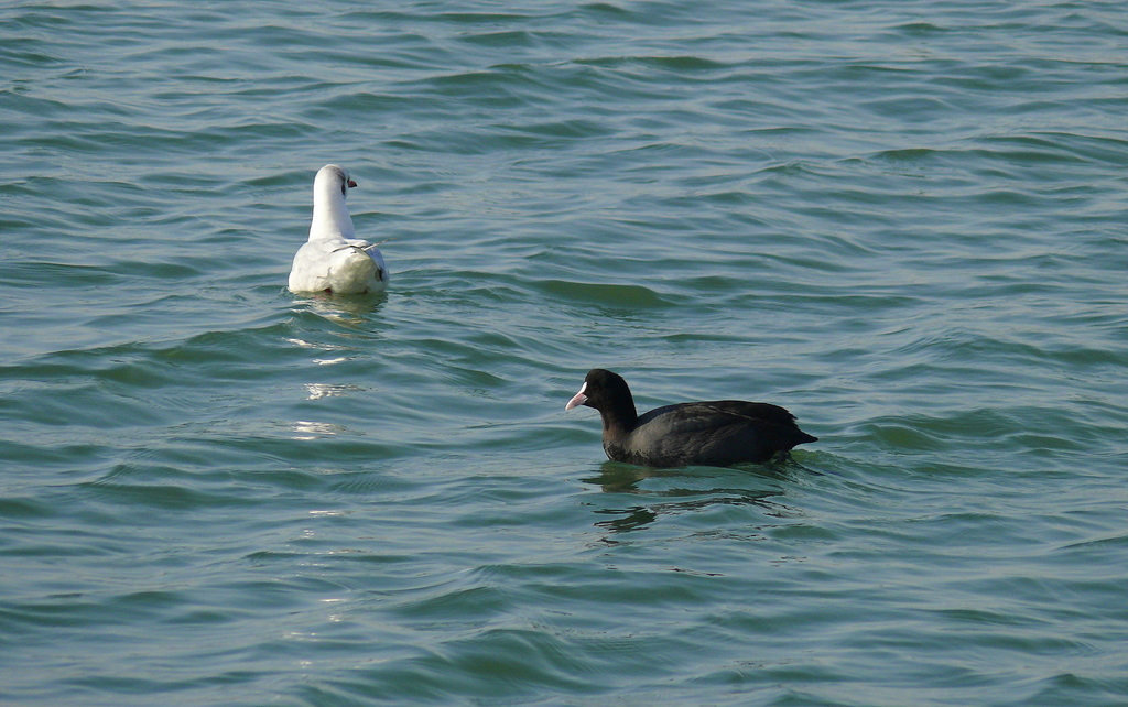 Eurasian Coot
