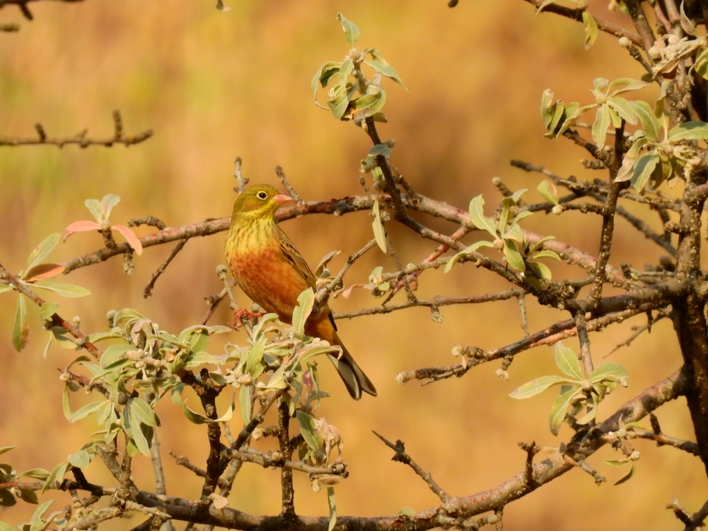 Ortolan Bunting