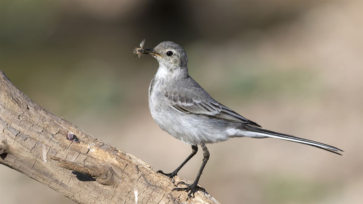 White Wagtail