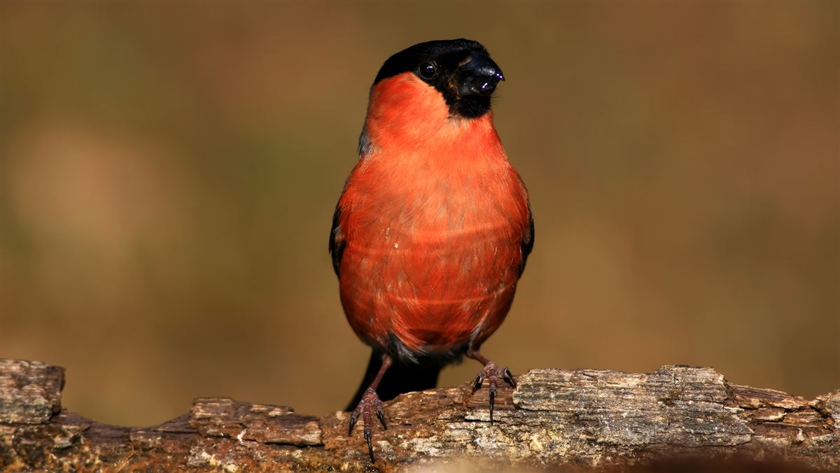 Eurasian Bullfinch