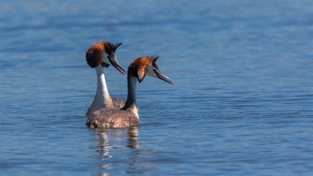 Great Crested Grebe