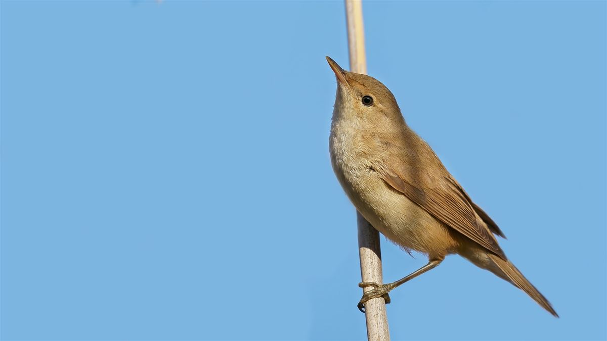 Common Reed Warbler