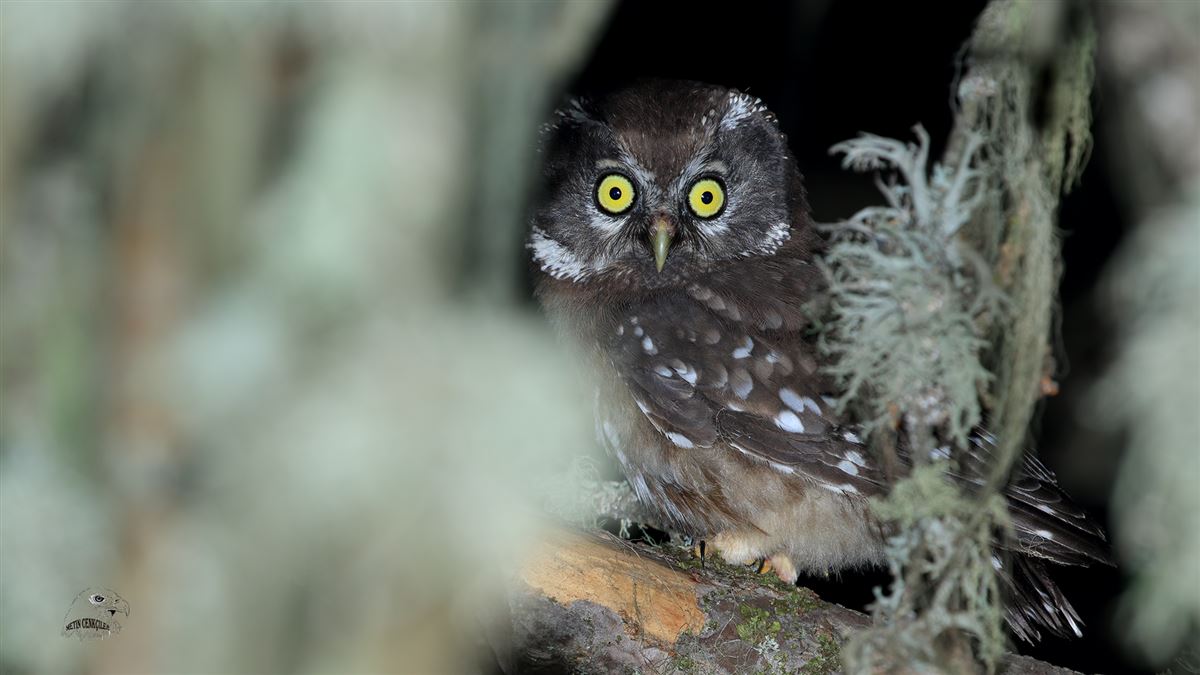 Boreal Owl