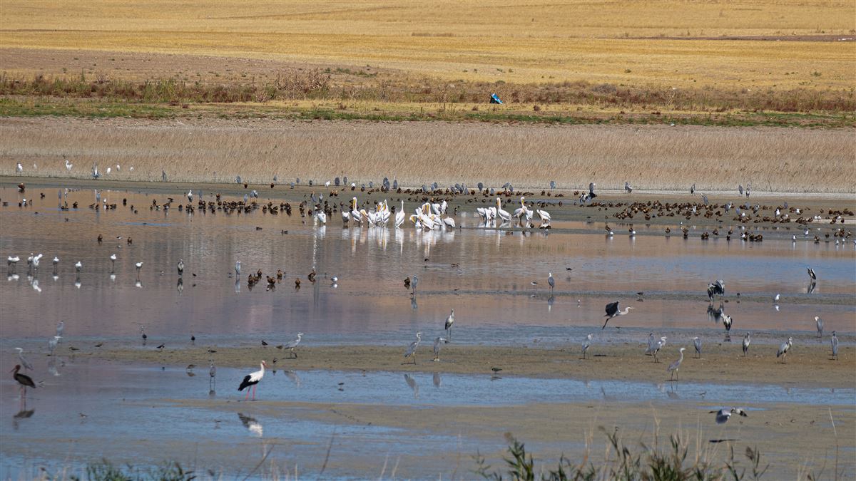 Great White Pelican