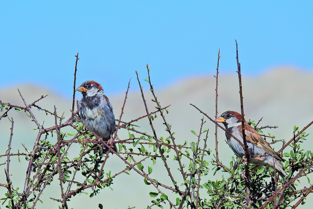 House Sparrow
