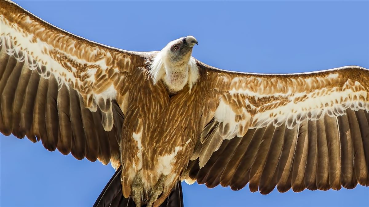 Griffon Vulture